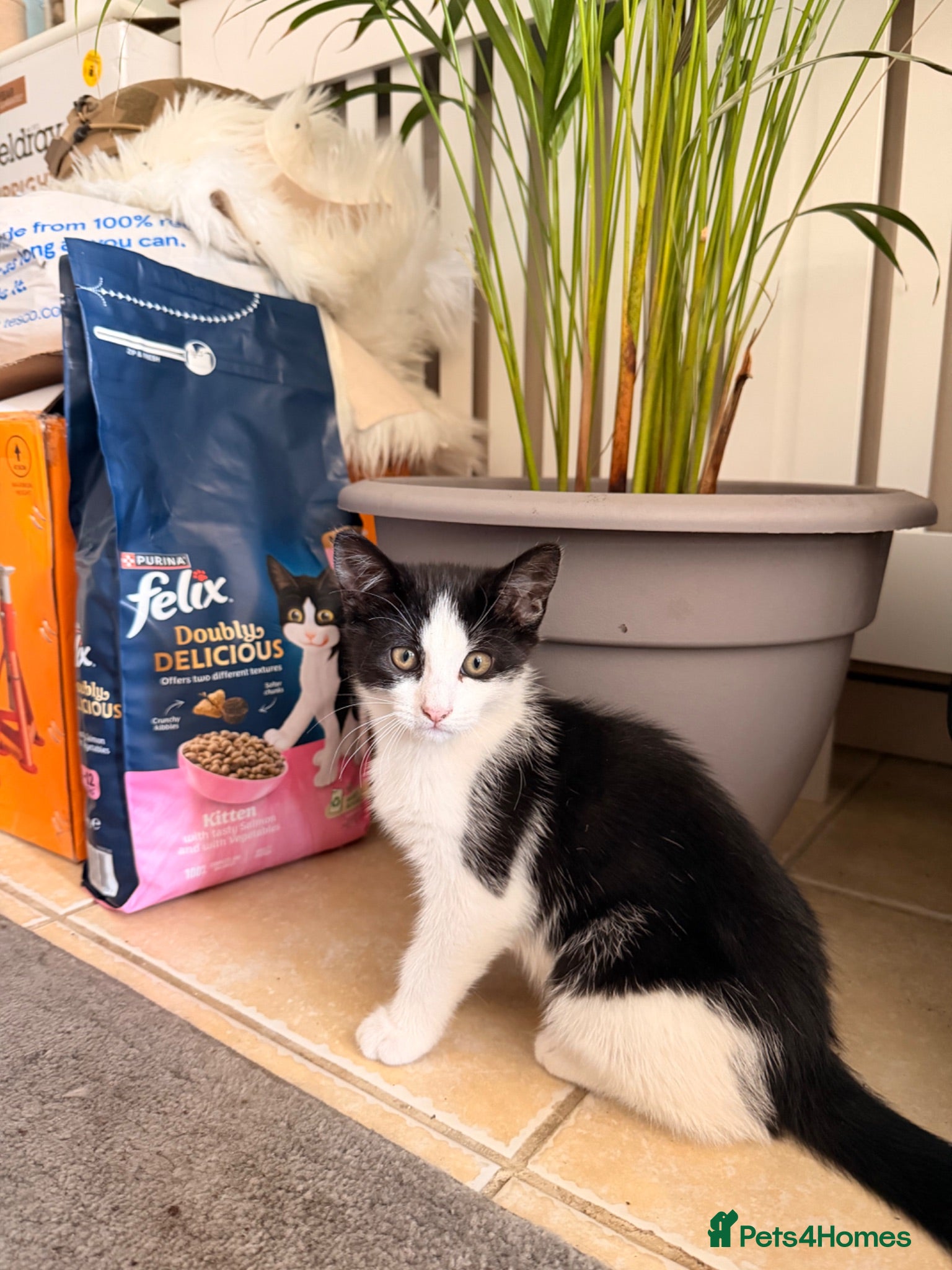 Mixed Breed cats ONLY ONE KITTIE LEFT (COOKIEE🌸) - Advert 1