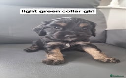 Cocker Spaniel dogs for sale: Show type x working cocker spaniel pups  - Image 3