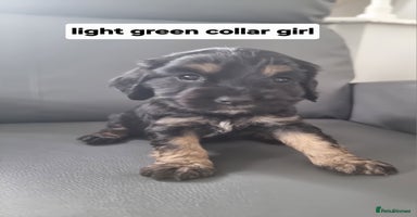 Cocker Spaniel dogs - Advert 11