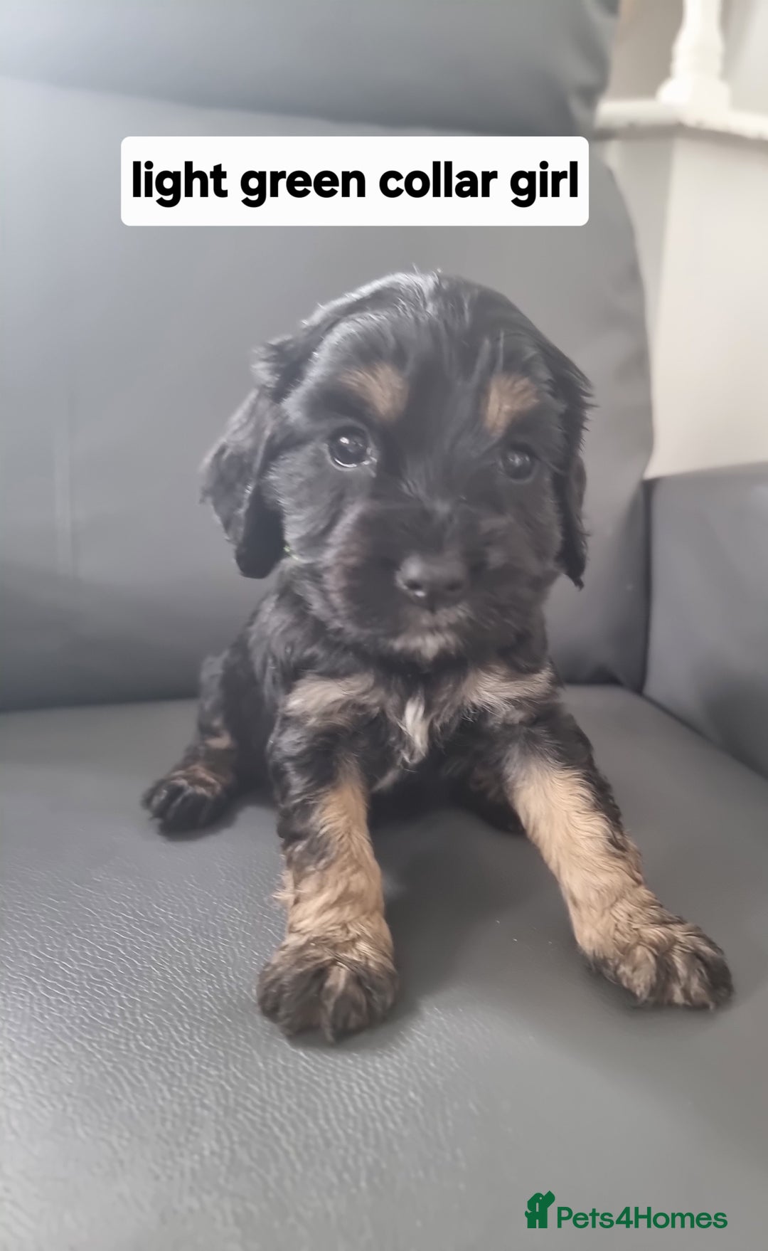 Cocker Spaniel dogs for sale: Show type x working cocker spaniel pups  - Image 3