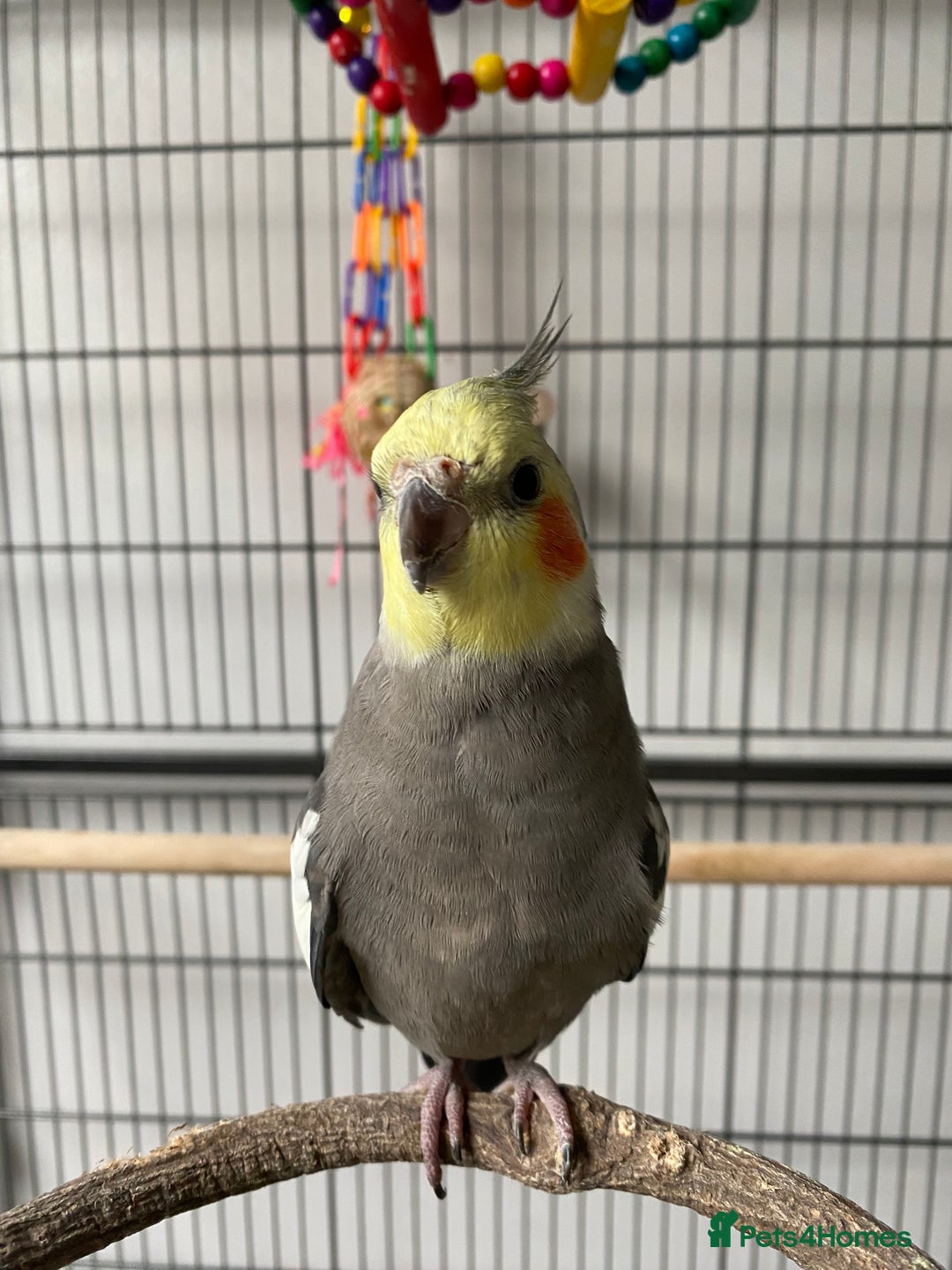 Cockatiels birds for sale: hand tamed cockatiel  - Advert 1