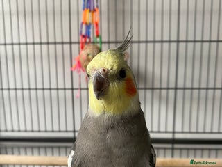 Cockatiels birds hand tamed cockatiel - Advert 1