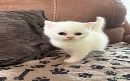 Persian cats for sale: Persian x kittens , 2 separate litters - Advert 12