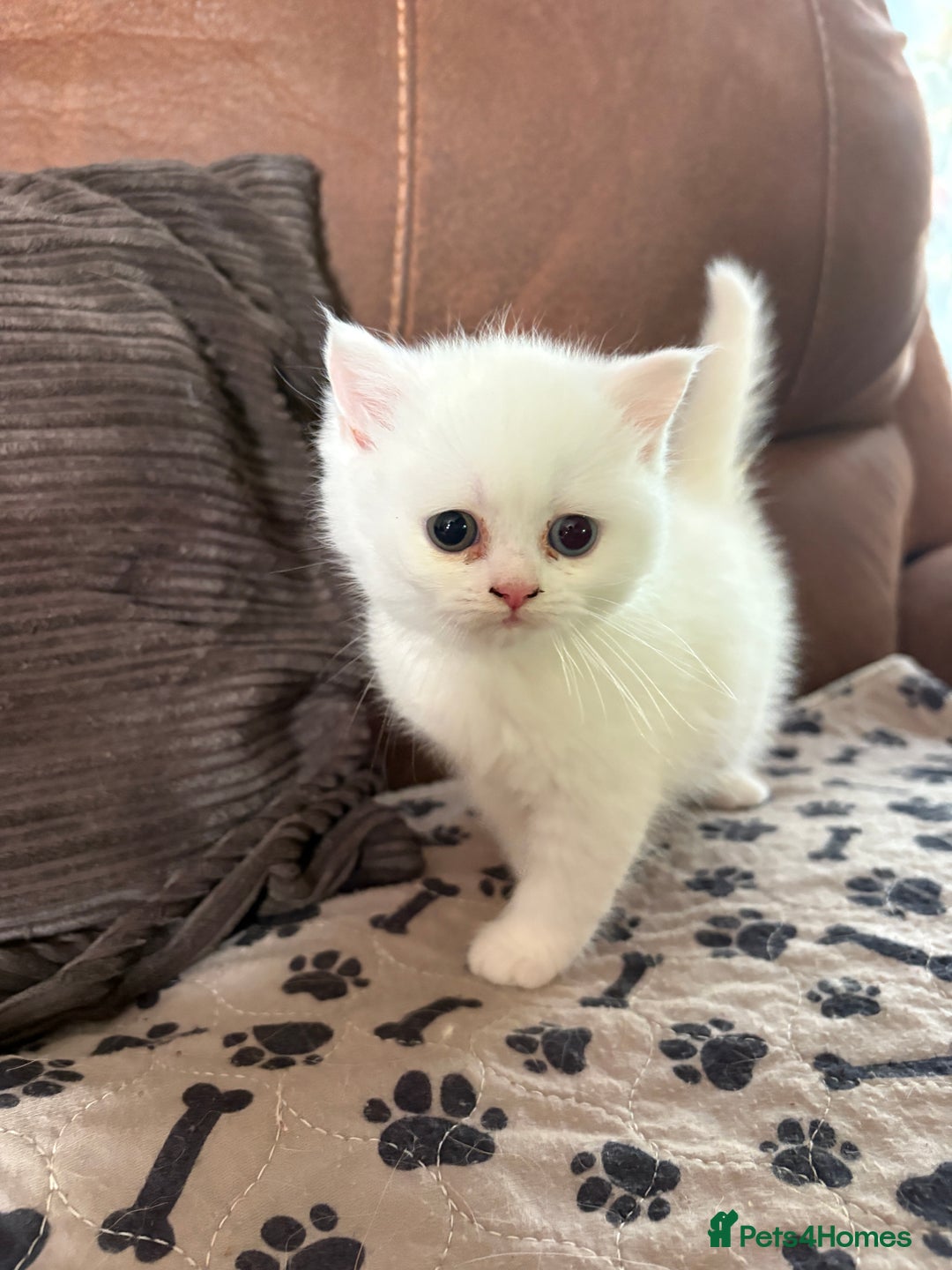 Persian cats for sale: Persian x kittens , 2 separate litters - Advert 12