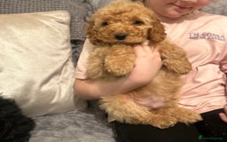 Cockapoo dogs for sale: Cockapoo Puppies - Advert 6