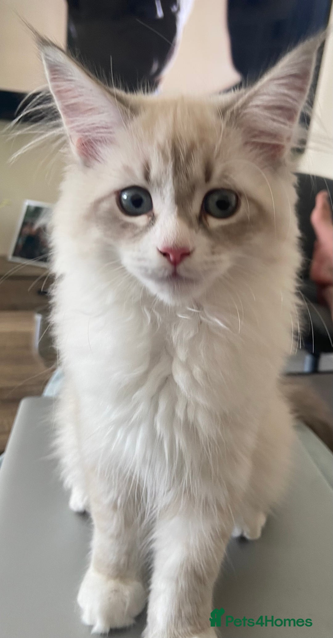 Siberian cats for sale: Siberian kittens   Neva Masquerade White - Image 17