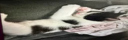 Mixed Breed cats for sale: Two sets of litter  in Cambridge - Advert 5