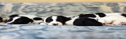 English Springer Spaniel dogs for sale: springer spaniel litter. 2 AVAILABLE  - Advert 29