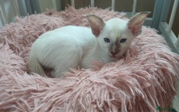 Siamese cats for sale: Pedigree Registered Siamese - 1 Girl remaining ♡ - Image 5