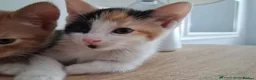 Mixed Breed cats for adoption: Gorgeous kitten Bo looking for forever home - Advert 2