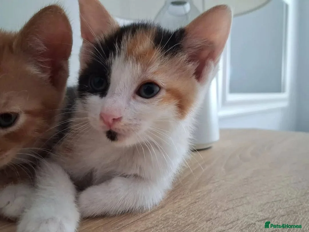 Mixed Breed cats for adoption: Gorgeous kitten Bo looking for forever home - Advert 2