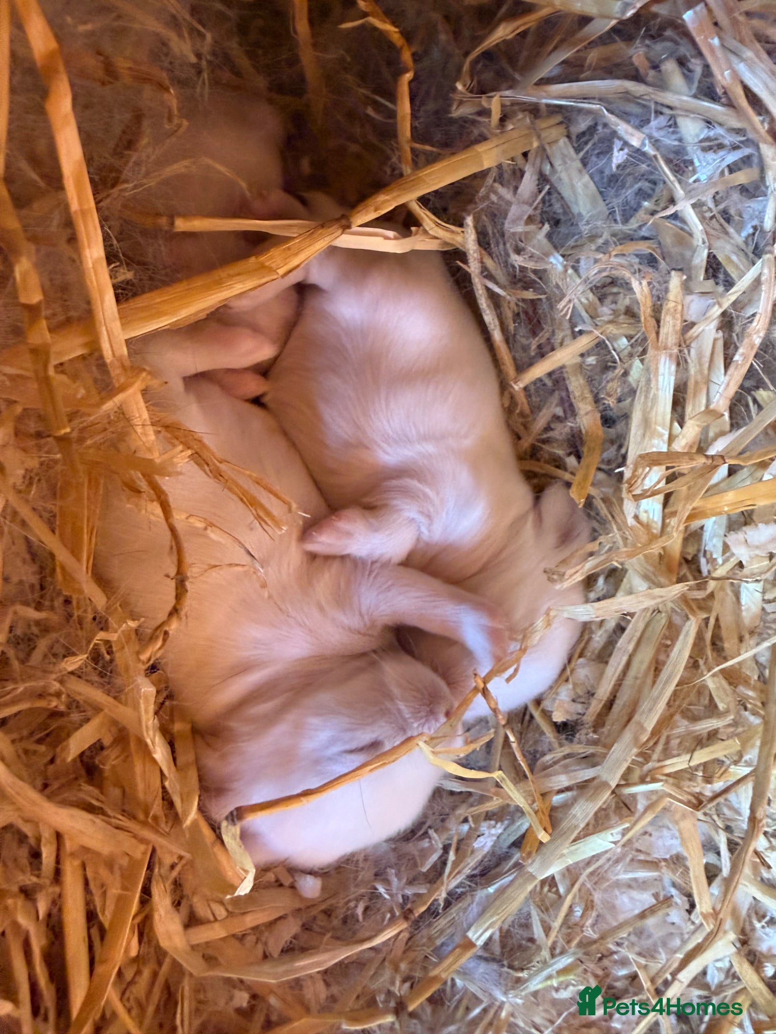 Mini Lop rabbits Blue eyed White mini lops.  - Advert 20