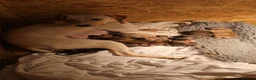 Lurcher dogs for sale: Lurcher puppies in Grange-over-Sands - Advert 9