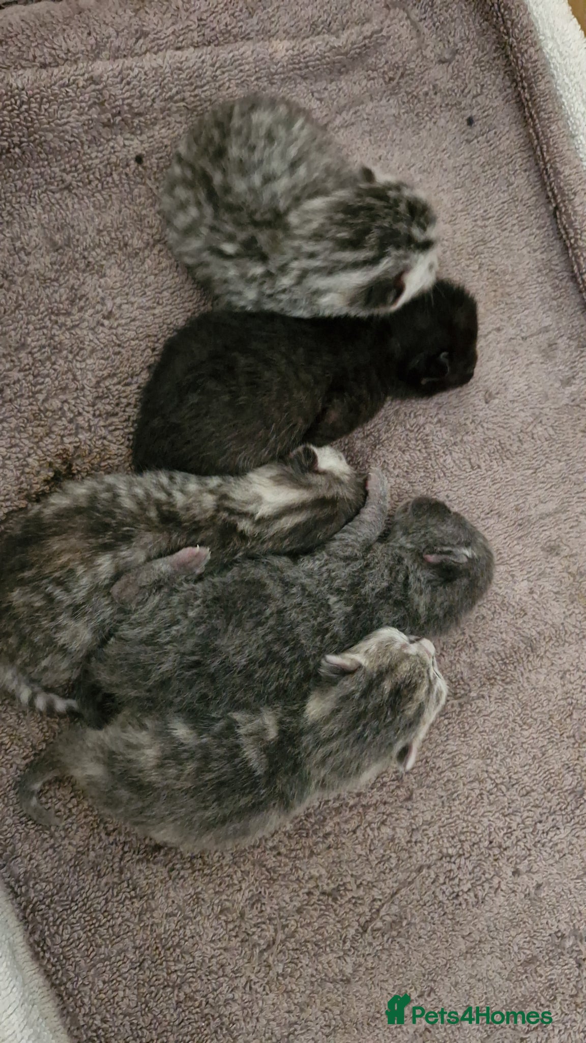 British Shorthair cats for sale: Half british shorthair kittens  - Advert 11