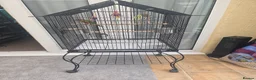 Conures birds for sale: Beautiful male conure  - Advert 2