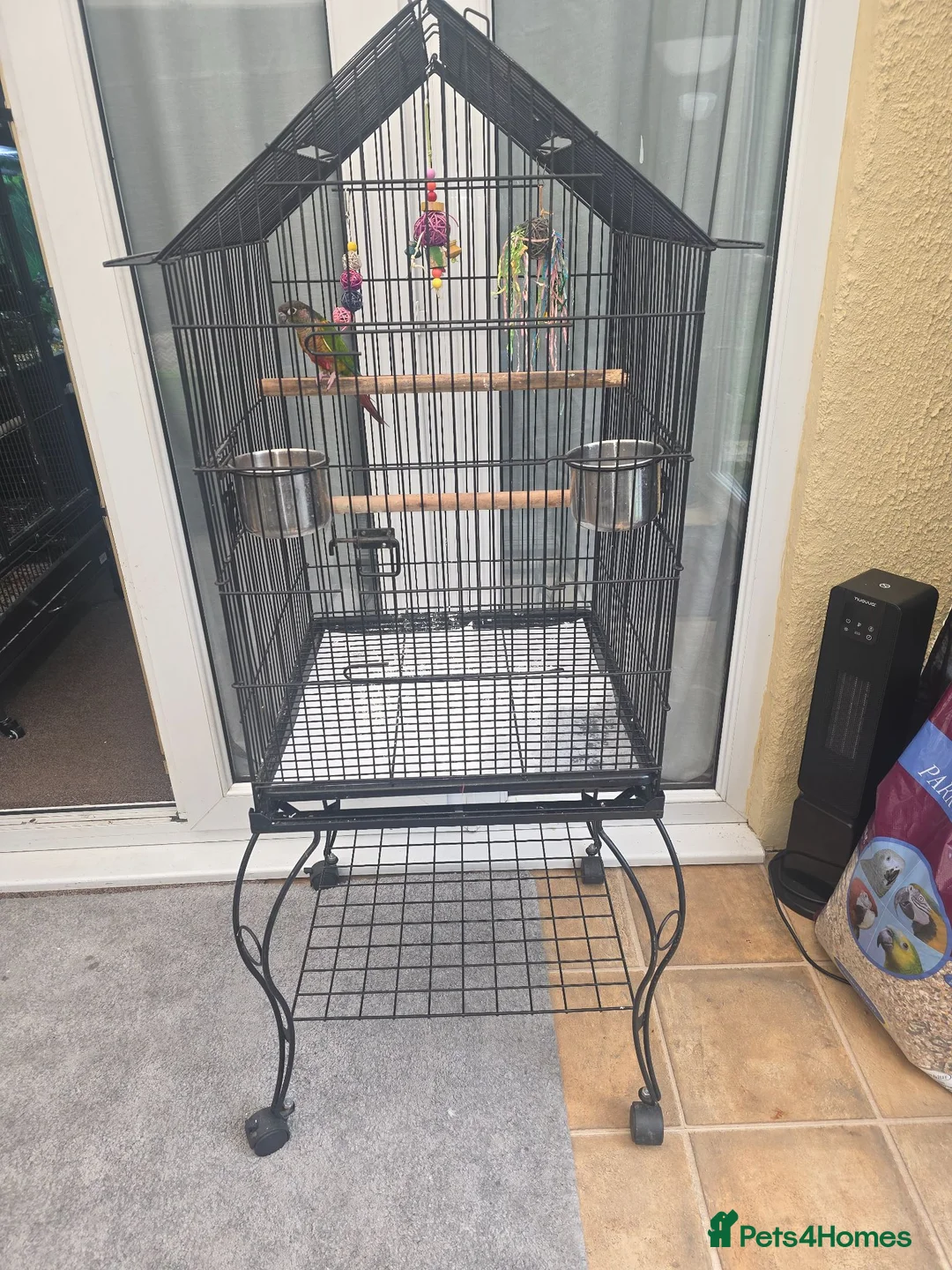 Conures birds for sale: Beautiful male conure  - Advert 2