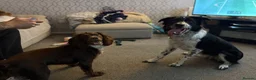 Border Collie dogs for sale: Charlie  - Advert 6