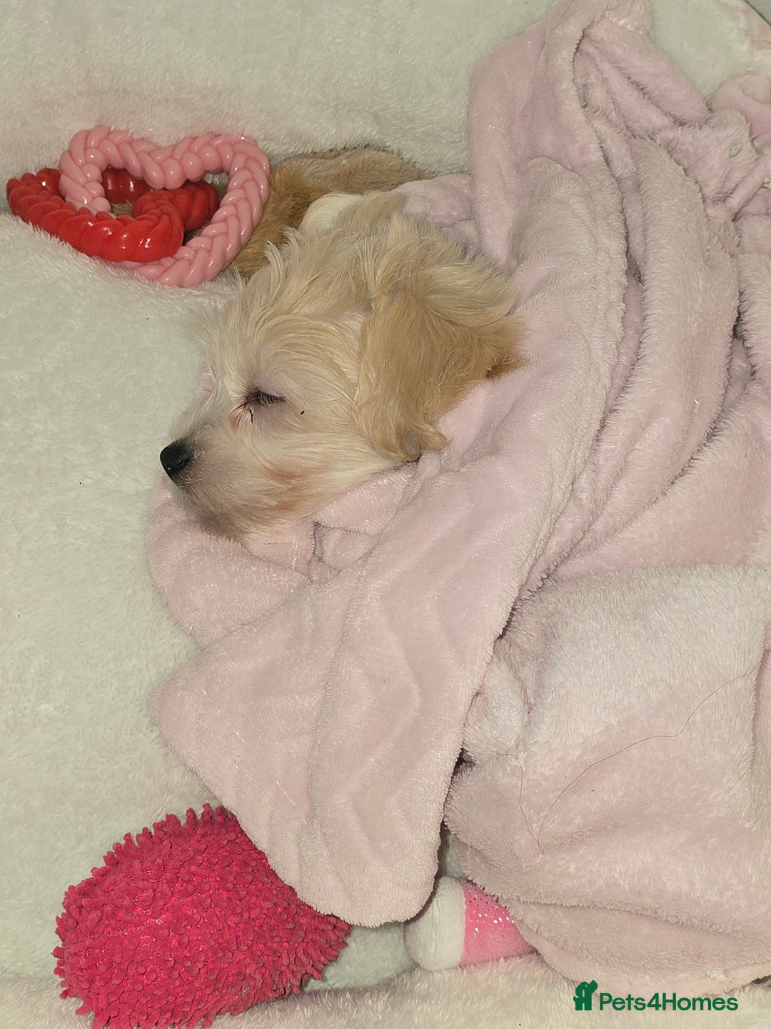 Yorkiepoo dogs for sale: Bella the yorkipoo - Advert 4