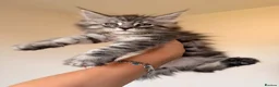 Maine Coon cats for sale: GCCF HealthTested Russian Championline Mainecoons  - Advert 5