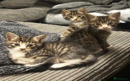 Norwegian Forest Cat cats for sale: Beautiful fluffy kittens - Image 13