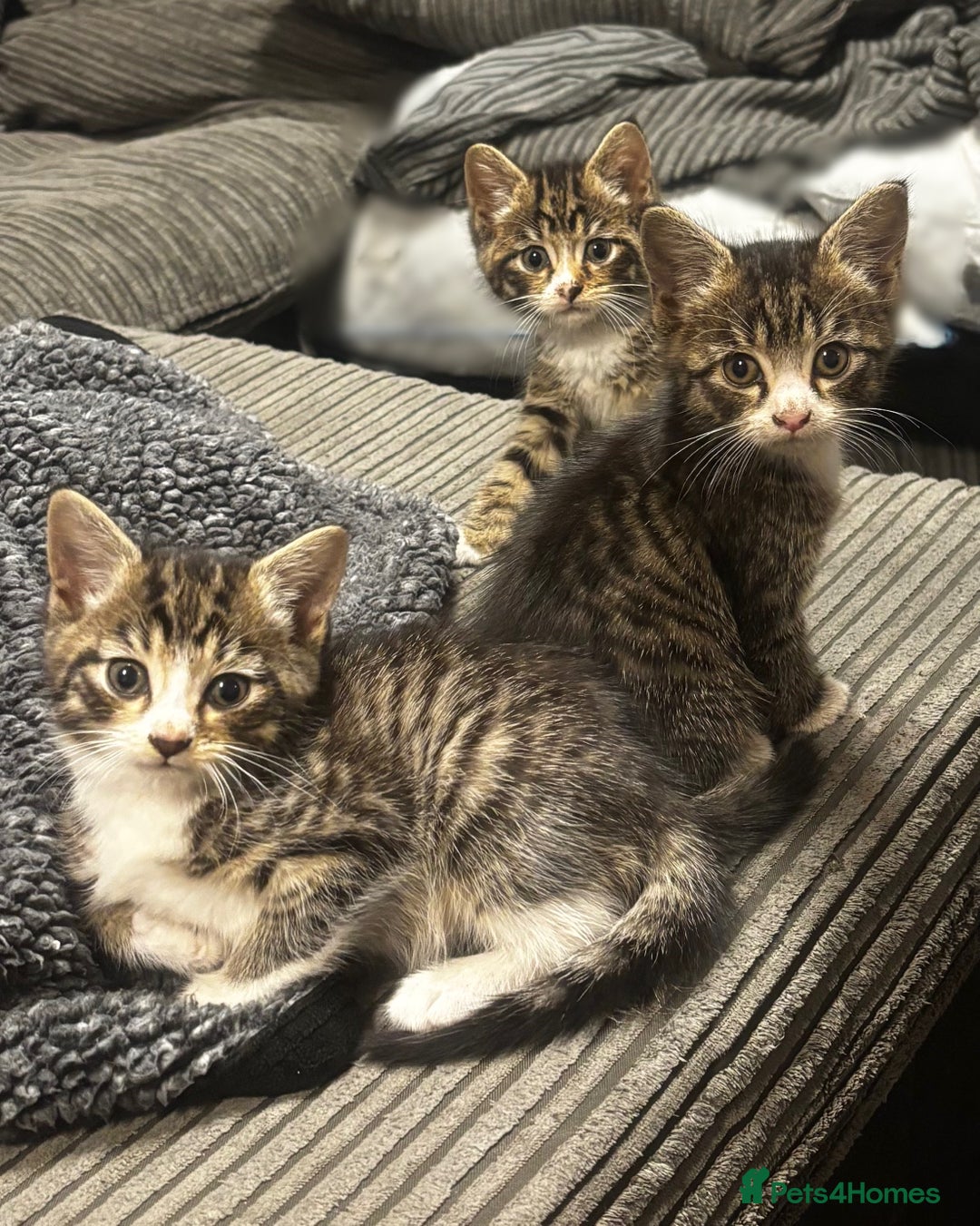 Norwegian Forest Cat cats for sale: Beautiful fluffy kittens - Image 13