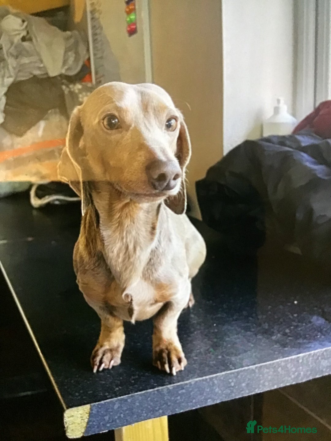 Miniature Dachshund dogs for stud: 4 miniature dachshund studs - Advert 4