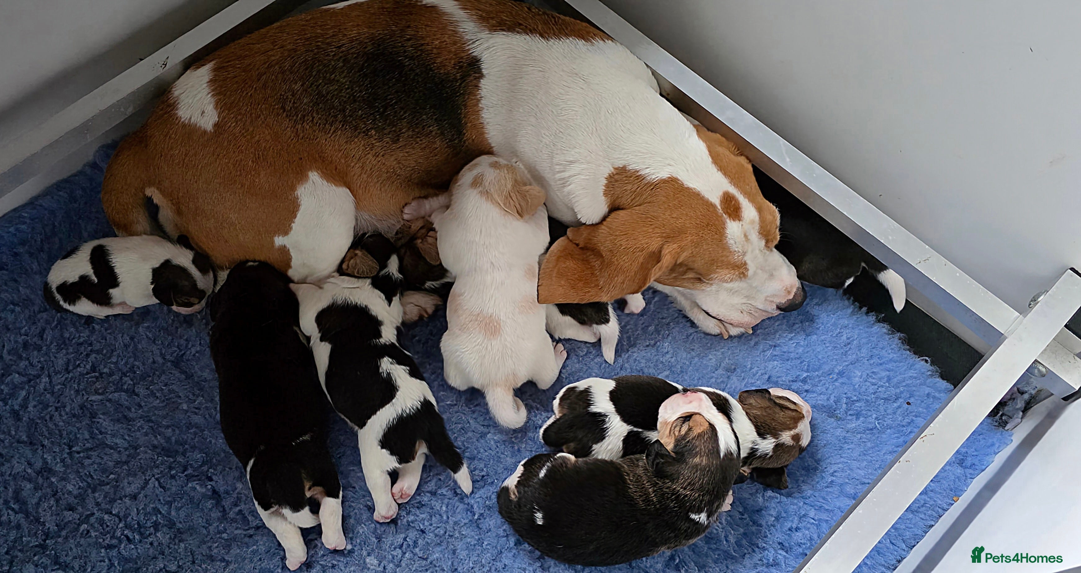 Beagle dogs Well Bred Beagle Puppies - Advert 1