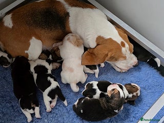 Beagle dogs Well Bred Beagle Puppies - Advert 1