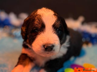 Bernedoodle dogs 💙Medium Sized Chunky Bernedoodles🩷 - Advert 6