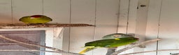 Parakeets birds for sale: Kakkarikka (parakeet) pair £120 - Advert 1