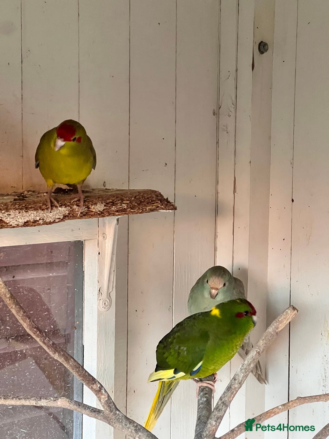 Parakeets birds for sale: Kakkarikka (parakeet) pair £120 - Advert 1