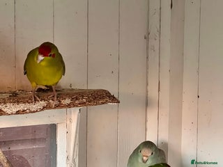 Parakeets birds Kakkarikka (parakeet) - Advert 1