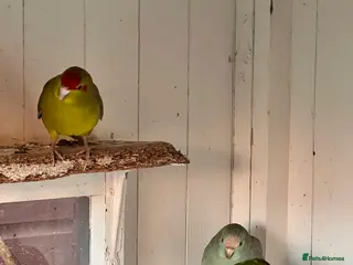 Parakeets birds Kakkarikka (parakeet) pair £100 - Advert 6