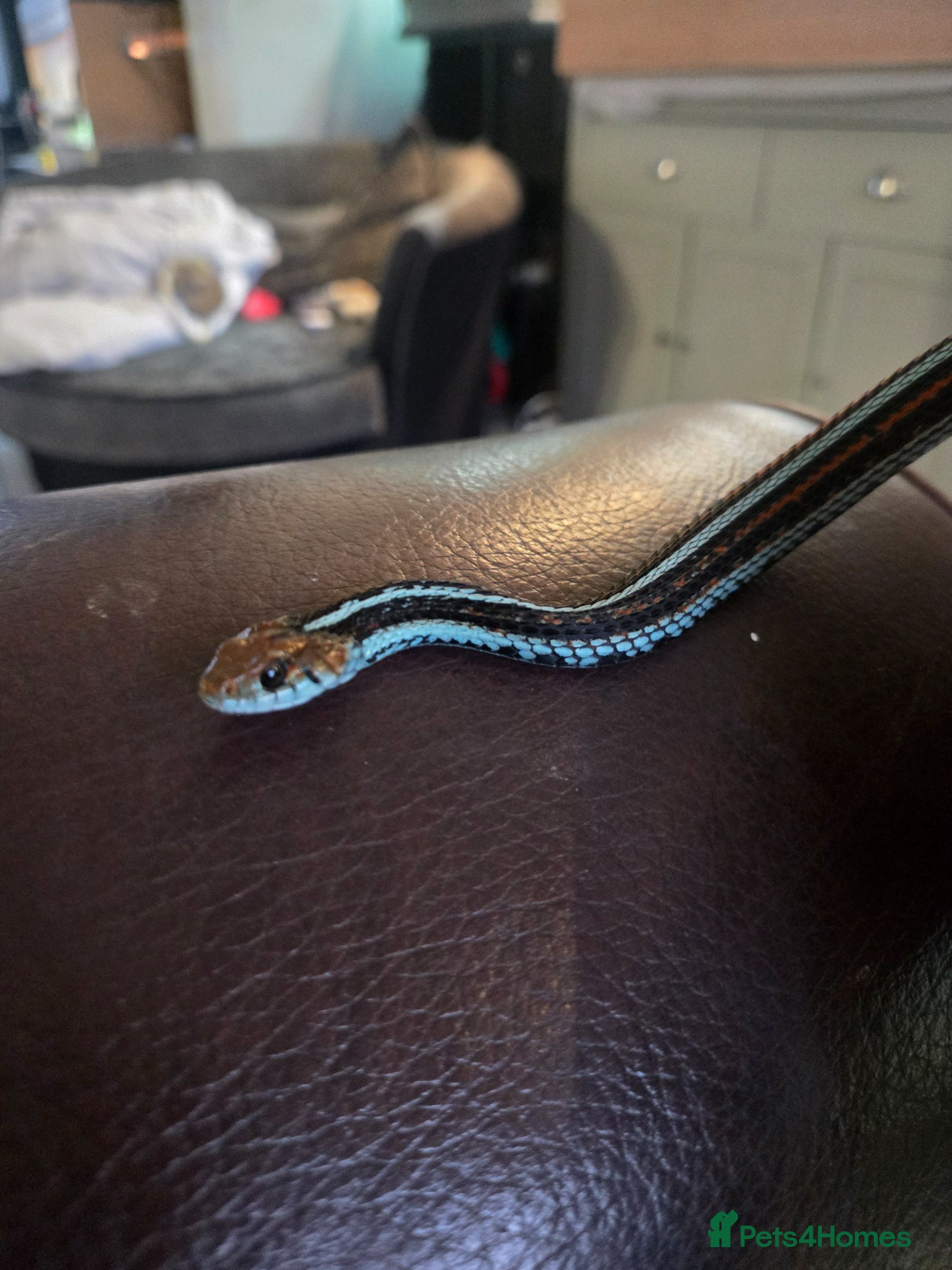 Garter Snake reptiles San Francisco Garter Snake for sale - Advert 12