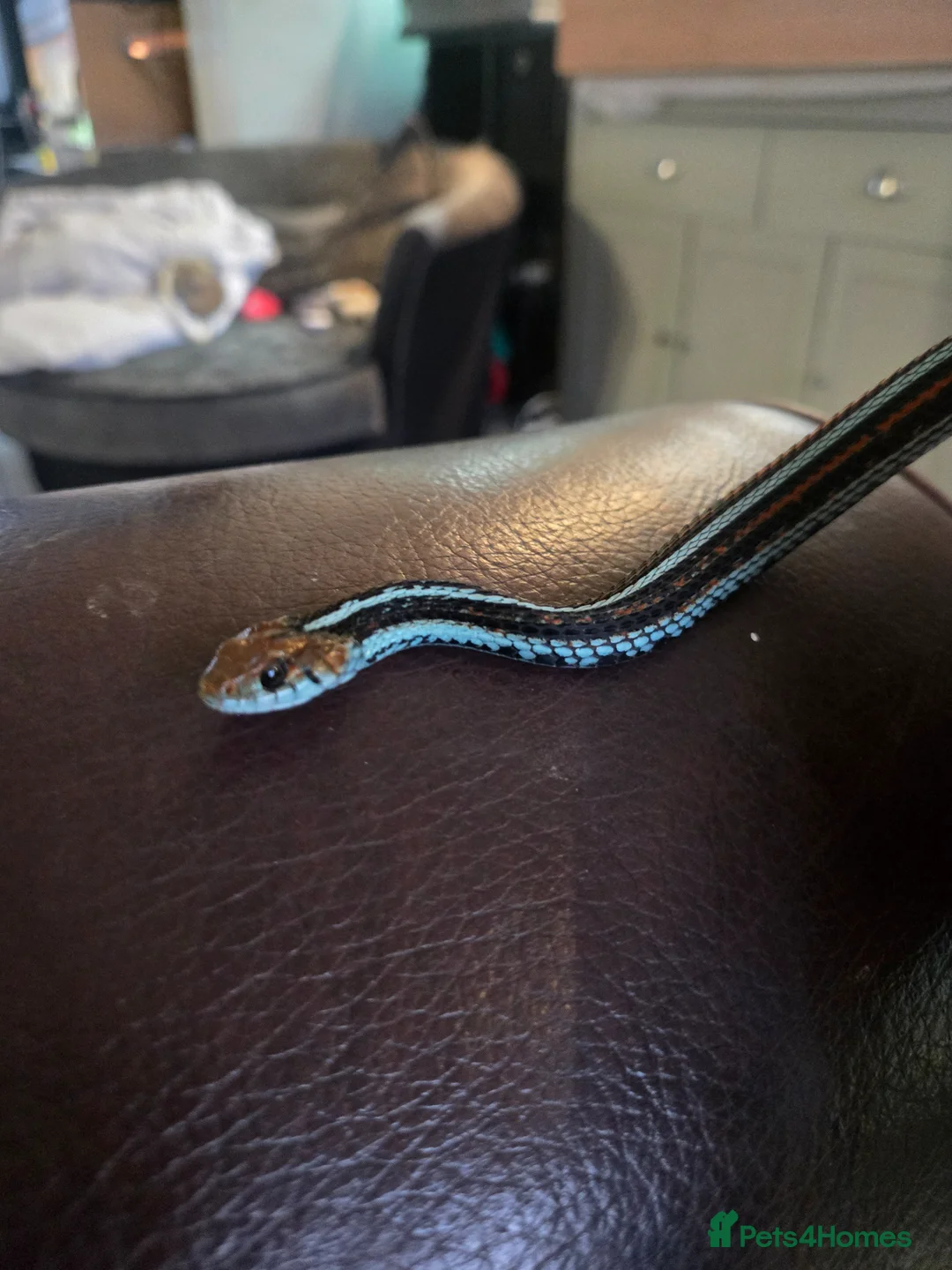 Garter Snake reptiles for sale: San Francisco Garter Snake for sale - Advert 1