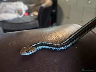 Garter Snake reptiles San Francisco Garter Snake for sale - Advert 12