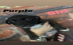 Mixed Breed dogs for sale: Mastiff collies  - Image 5