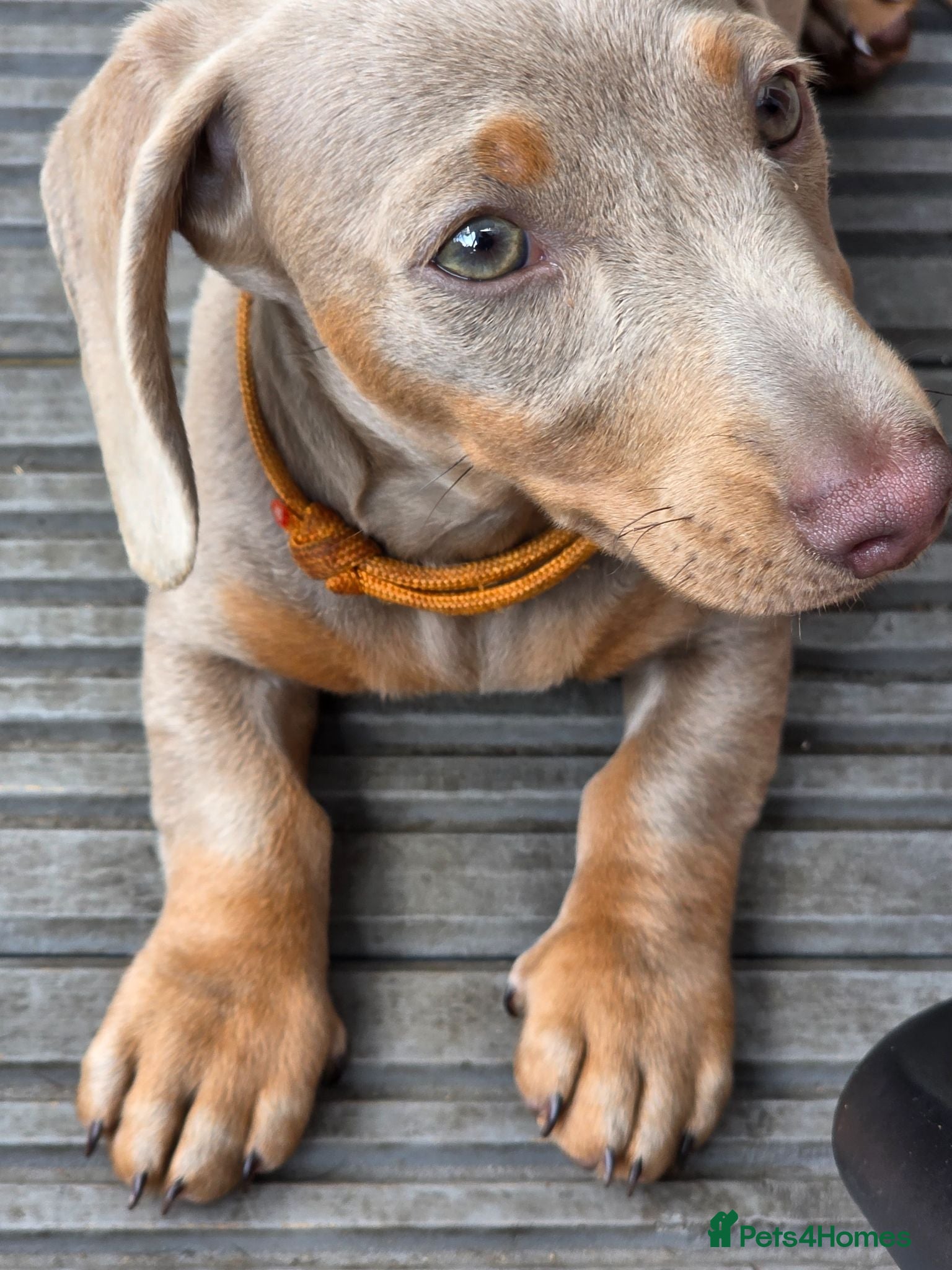 Dachshund dogs ♥️LAST 1! ♥️Adorable #daschound isabella 🐾 - Advert 2
