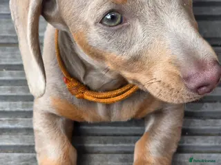 Dachshund dogs ♥️LAST 1! ♥️Adorable #daschound isabella 🐾 - Advert 3