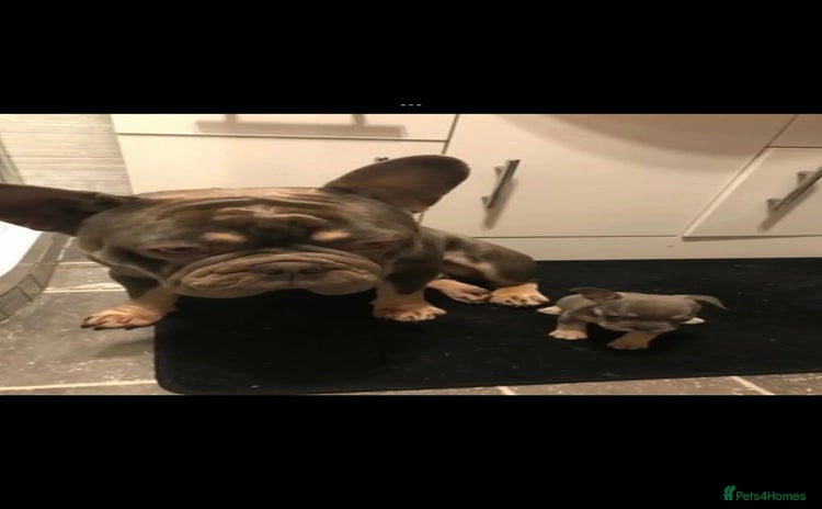 French Bulldog dogs - Advert 13