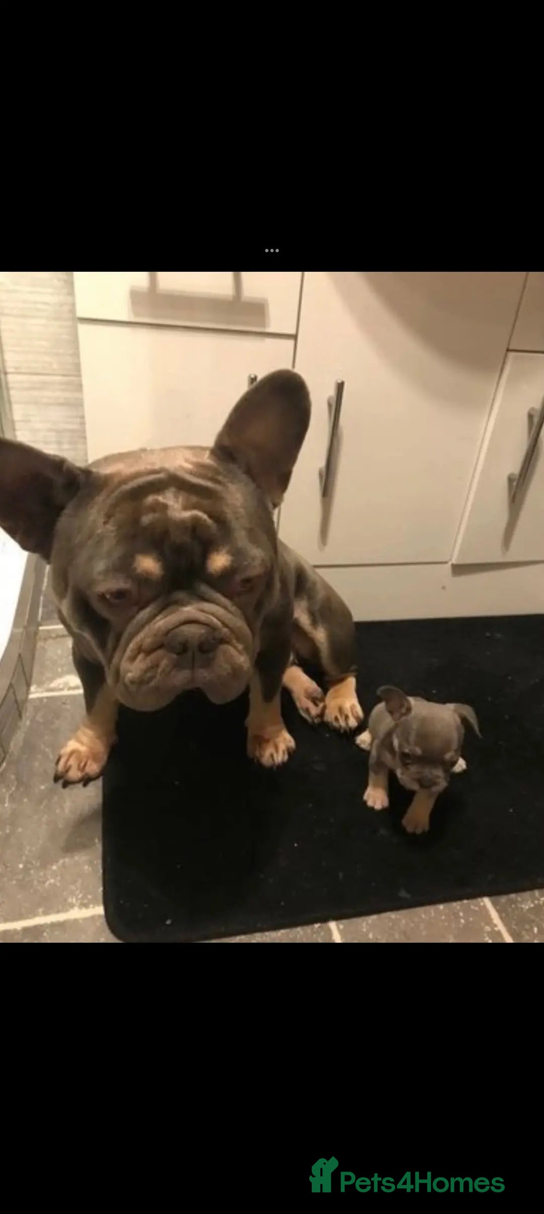 French Bulldog dogs for sale: REDUCED French Bull Dog Pups  - Image 1