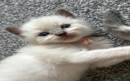 Ragdoll cats for sale: Adorable Ragdolls- DNA Clear Parents 🌟 - Image 5