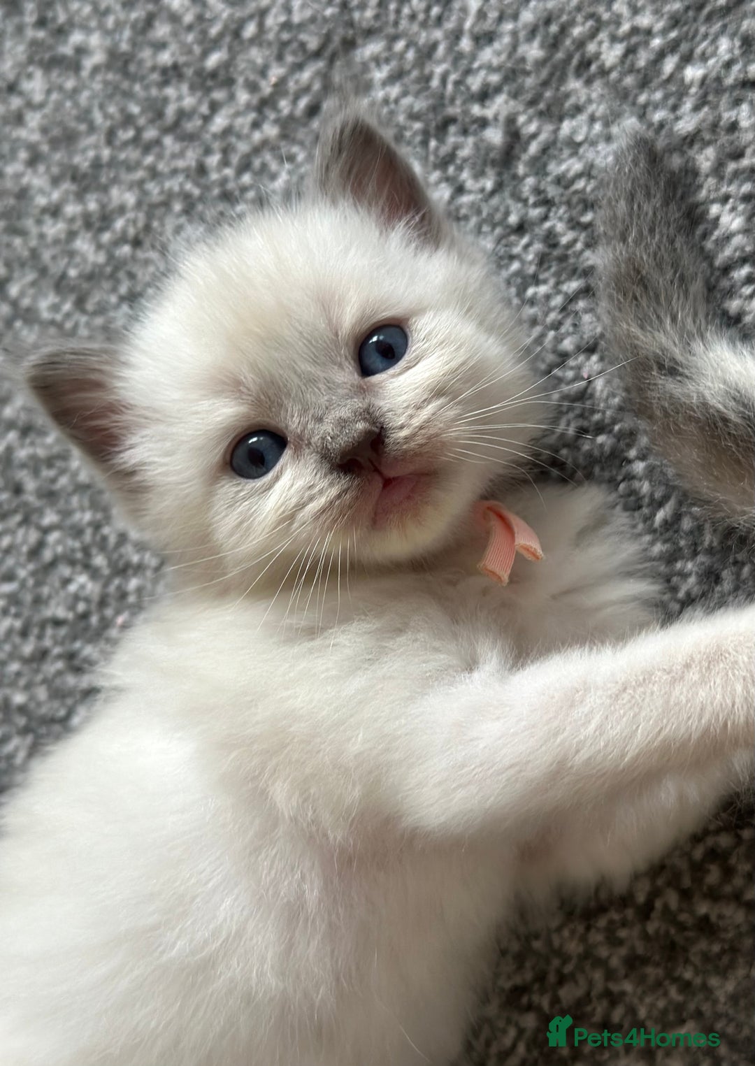 Ragdoll cats for sale: Adorable Ragdolls- DNA Clear Parents 🌟 - Image 5