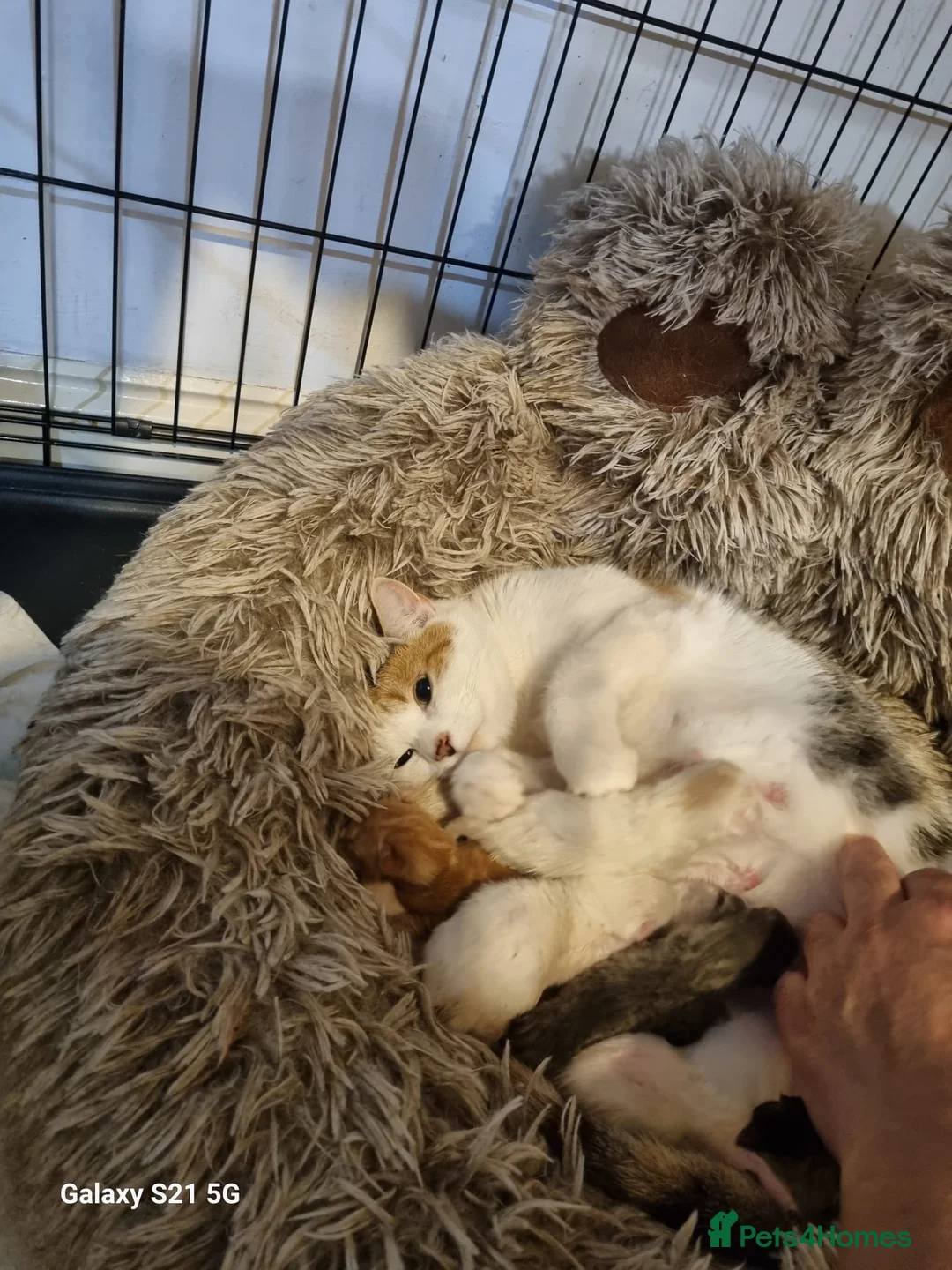 Domestic Shorthair cats for sale: Kittens for sale ASAP - Advert 2