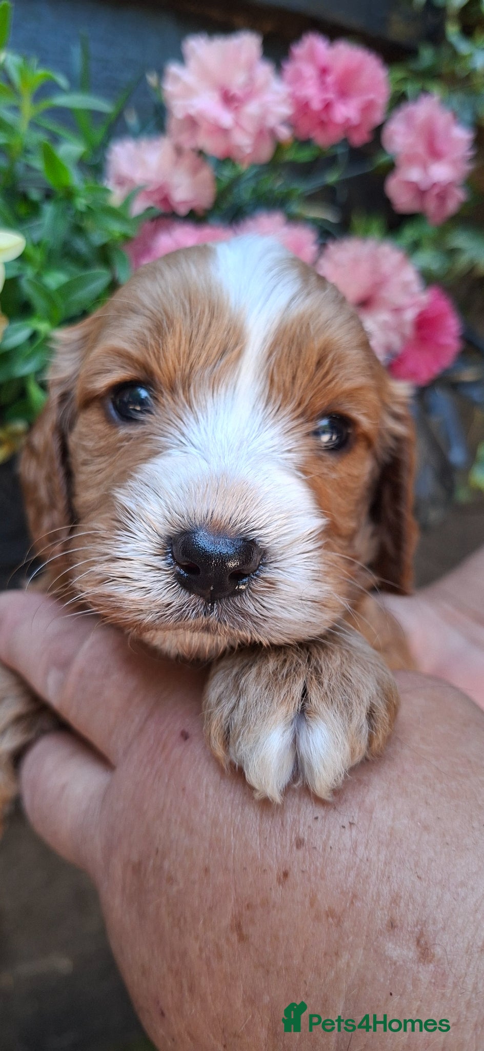 Cavapoo dogs 4 beautiful cavapoo boy pups - Advert 11