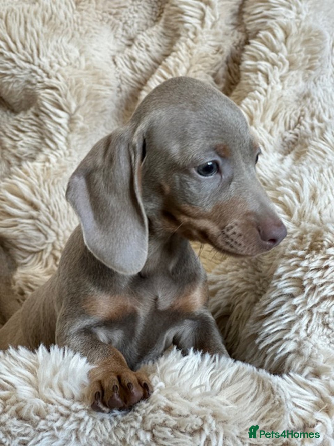 Miniature Dachshund dogs for sale: Stunning ISABELLA miniature dachshunds  - Advert 12