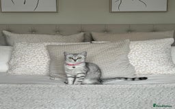 British Shorthair cats for sale: Female British Shorthair - Image 4