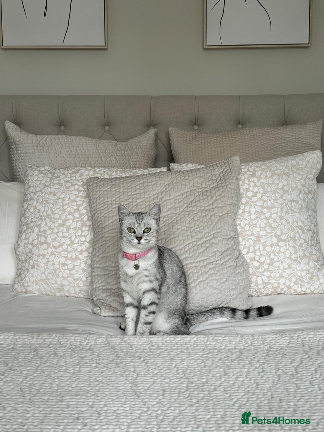 British Shorthair cats for sale: Female British Shorthair - Image 4