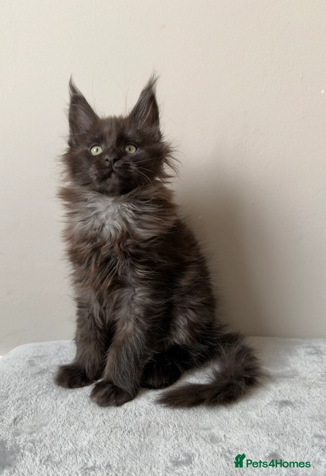 Maine Coon cats for sale: ⭐️ Outstanding TICA Maine Coons ⭐️ - Russian Lines in Halifax - Advert 16