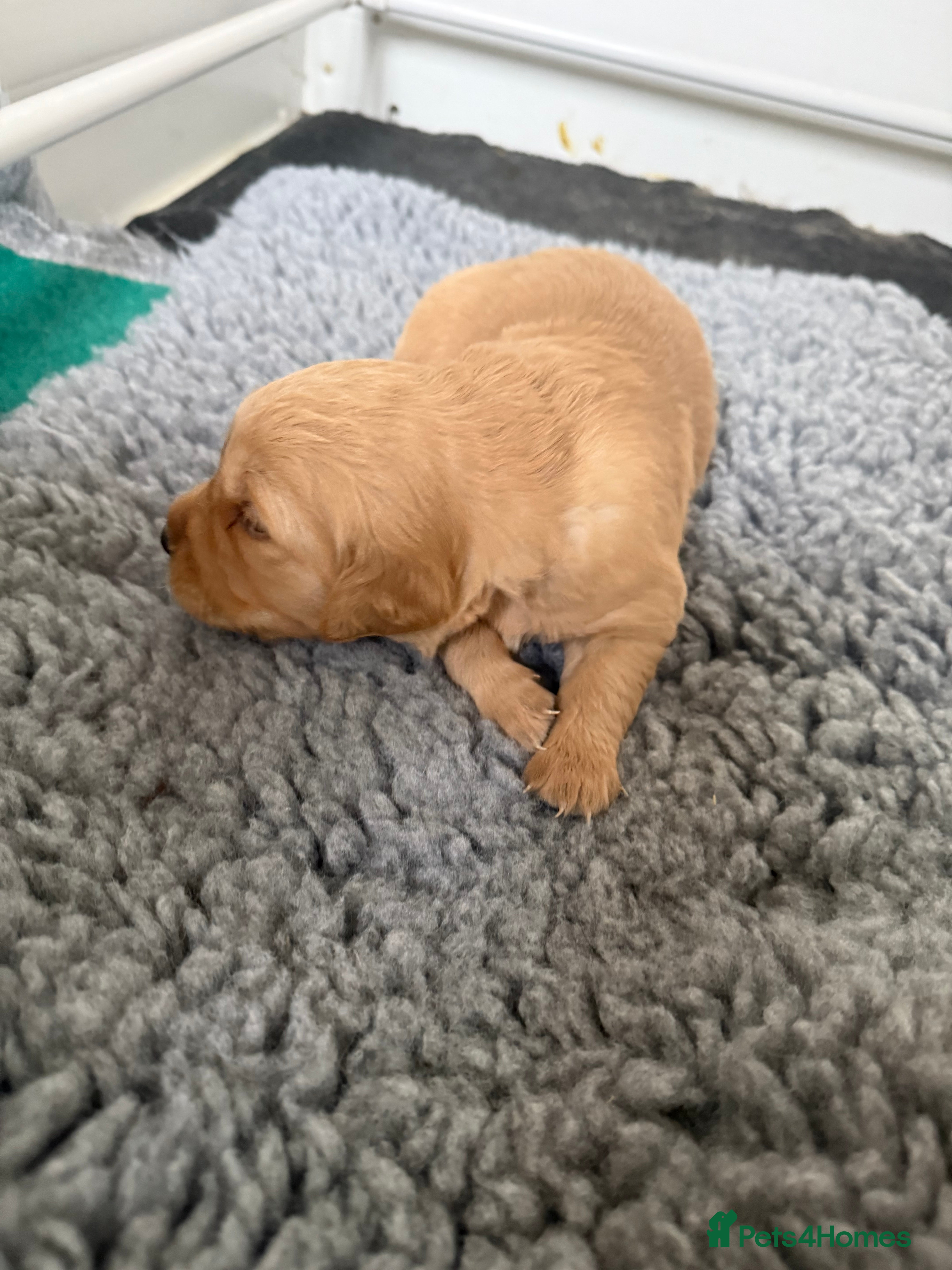 Golden Retriever dogs for sale: Stunning Duel puppies  - Advert 2